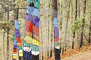 The forest of Oma, Urdaibai Biosphere Reserve.