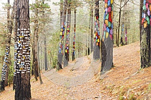 The forest of Oma, Urdaibai Biosphere Reserve. photo