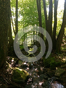 Green Forest, Germany