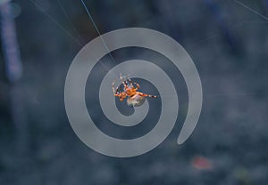 spider creates a web