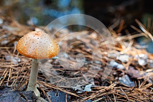 In the Forest, an Orange Woodland Mushroom