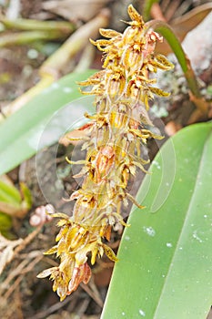 Forest orchid flowers