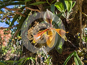 Forest orchid flowers in Phuluang Wildlife Sanctuary at Loei, Thailand