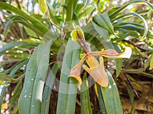 Forest orchid flowers in Phuluang Wildlife Sanctuary at Loei, Thailand