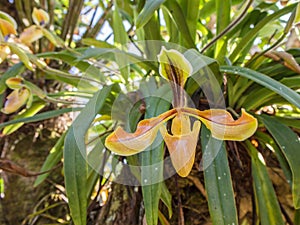 Forest orchid flowers in Phuluang Wildlife Sanctuary at Loei, Thailand