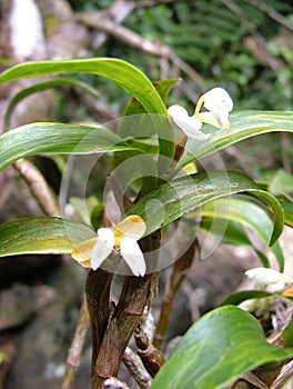 Forest orchid species growing in the Dumbara Range