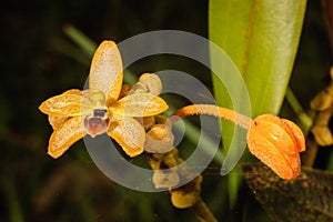 Forest orchid Thte scientific name Eria discolor Lindl, in rainforest.