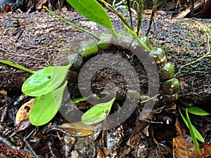 Forest orchids from the interior of PAPUA Forest photo