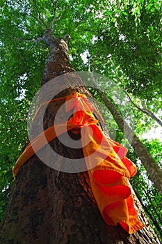 Forest ordination trees were tied with orange to preserve the forest