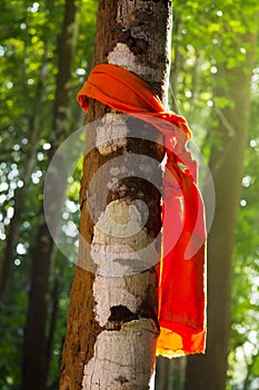 Forest ordination trees were tied with orange to preserve the forest