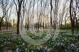 Forest and Orychophragmus viloaceus, bright spring