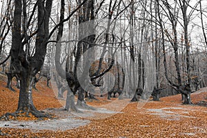 Forest of Otzarreta, Alava photo
