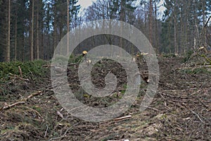 Forest out of cut down fir trees