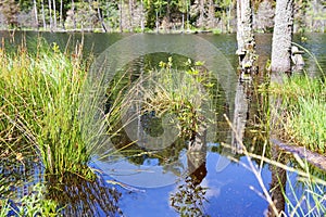 Forest overgrown pond, picturesque swamp in the forest