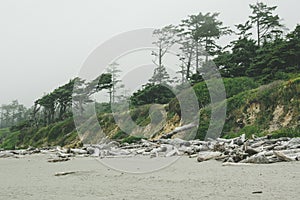 Forest on the Pacific coast on Kalaloch Campground, Washington USA