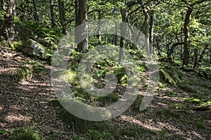 Forest in Padley Gorge, Derbyshire, England