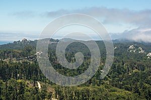 Forest in palace da pena park