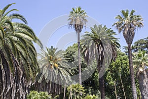 Forest of palm trees