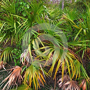 Forest Palmetto Landscape Everglades