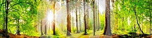 Forest panorama