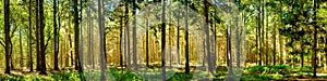 Forest panorama