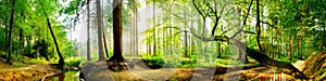 Forest panorama