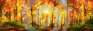 Forest panorama in autumn