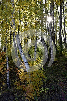 Forest panorama of birches with a yellow crown and rowan trees with red foliage in backlighting in an autumn birch grove. Sunny au