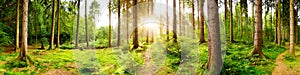 Forest panorama with bright sun