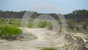 Forest panorama in the daytime