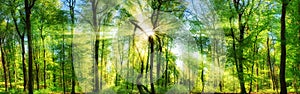 Forest panorama with enchanting rays of sunlight