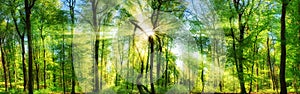 Forest panorama with enchanting rays of sunlight photo