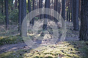 Forest panorama with rays of sunlight