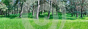 Forest panorama scenery view in summer day in natural light