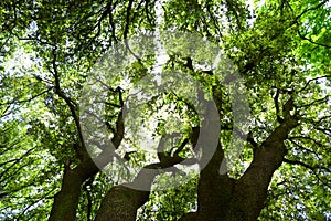 Forest panorama with sun rays