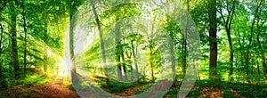 Forest panorama with the sun shining through the foliage