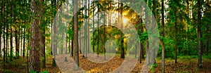 Forest panorama. Sunset landscape