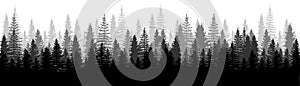 Forest Panorama view. Pines. Spruce nature landscape. Forest background. Set of Pine, Spruce and Christmas Tree on White