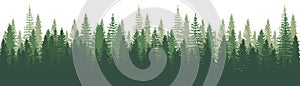 Forest Panorama view. Pines. Spruce nature landscape. Forest background. Set of Pine  Spruce and Christmas Tree on White