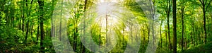 Forest panorama with warm sunrays