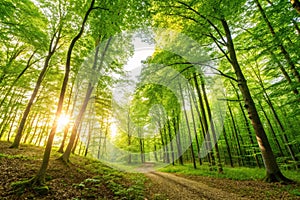Forest Panorama with Warm Sunrays
