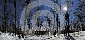 Forest panorama at winter moonlight night