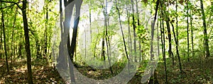 Forest panoramic photo