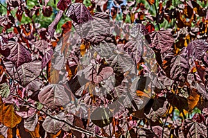 Forest Pansy Redbud Tree