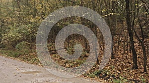 Forest / park autumn after the rain. Forest road. Panning Shot.