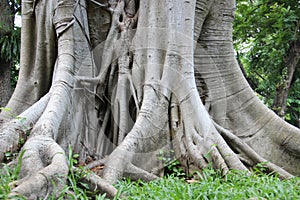 Forest Park. Big Banyan Tree Root Bark Texture