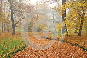 Forest park and dry rivulet bed with fallen leaves in misty autumn photo