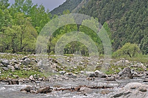 Forest park, forest, park, vegetation, scenery, background, tourism, China, qinghai mutual forest park, green, Oriental civilizati