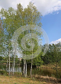 Birch trees on the lake photo