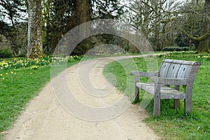 Forest Park with a Path and Bench